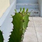 Euphorbia abyssinica Leaf