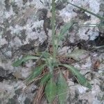 Valeriana apula Leaf