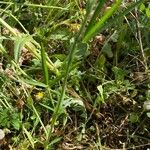 Trifolium angustifolium Folha
