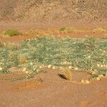 Citrullus colocynthis Fruto