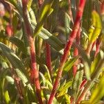 Oenothera lindheimeri Kabuk