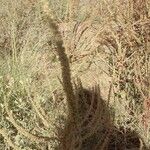 Amaranthus palmeri Habitat