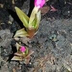 Primula rosea Blad