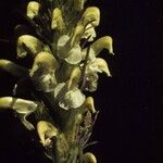 Pedicularis parryi Flower