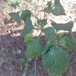 Solanum douglasii ᱥᱟᱠᱟᱢ