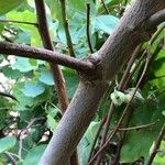 Gossypium herbaceum Ekosanga