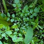 Cardamine amara Folla