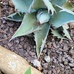 Agave havardiana Corteza