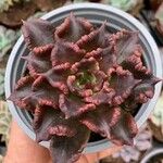 Echeveria shaviana برگ