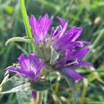 Campanula glomerata Flor