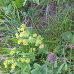 Alchemilla monticola Blüte