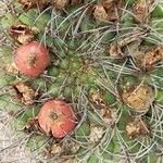 Gymnocalycium saglionis Fruit