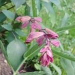 Salvia involucrata Кветка