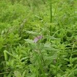 Teucrium scordium Elinympäristö