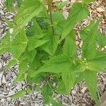 Ageratina altissima पत्ता