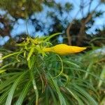 Cascabela thevetia Λουλούδι