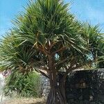 Pandanus utilis Hábito