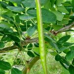 Caragana decorticans Fruto
