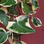 Senecio macroglossus Leaf