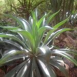 Agave sisalana 其他