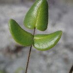 Hemionitis dura Leaf