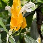 Pachystachys luteaFlower