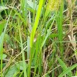 Setaria pumila Habitus