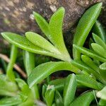 Delosperma sutherlandii Hostoa