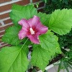 Hibiscus palustris Flower