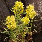 Solidago yokusaianaFlower