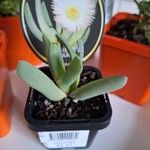 Cheiridopsis denticulata Hoja