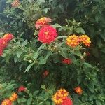 Lantana camaraÇiçek