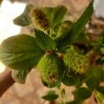 Acalypha aristata Flower