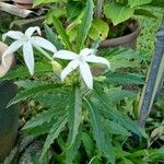 Hippobroma longiflora Folha