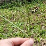 Paspalum notatum Folha