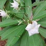 Cerbera odollam Flower