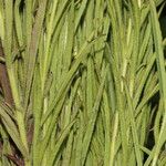 Buchnera pusilla List