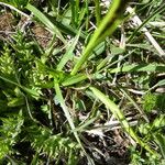 Carex sempervirens Blad