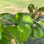 Malus coronaria Fuelha