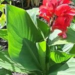 Canna x generalis Flower