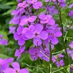 Hesperis matronalisFlower