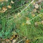 Equisetum telmateia Hoja