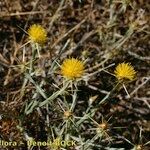Centaurea solstitialis Libunga