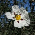 Cistus ladanifer 花