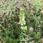 Sideritis hyssopifolia Fleur