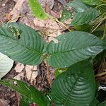 Sabicea calycina Hoja