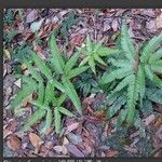 Pteris fauriei Blatt