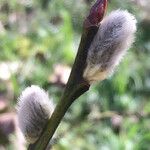 Salix hastata Gyümölcs