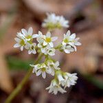 Micranthes virginiensis Flor