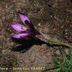 Romulea requienii Floro